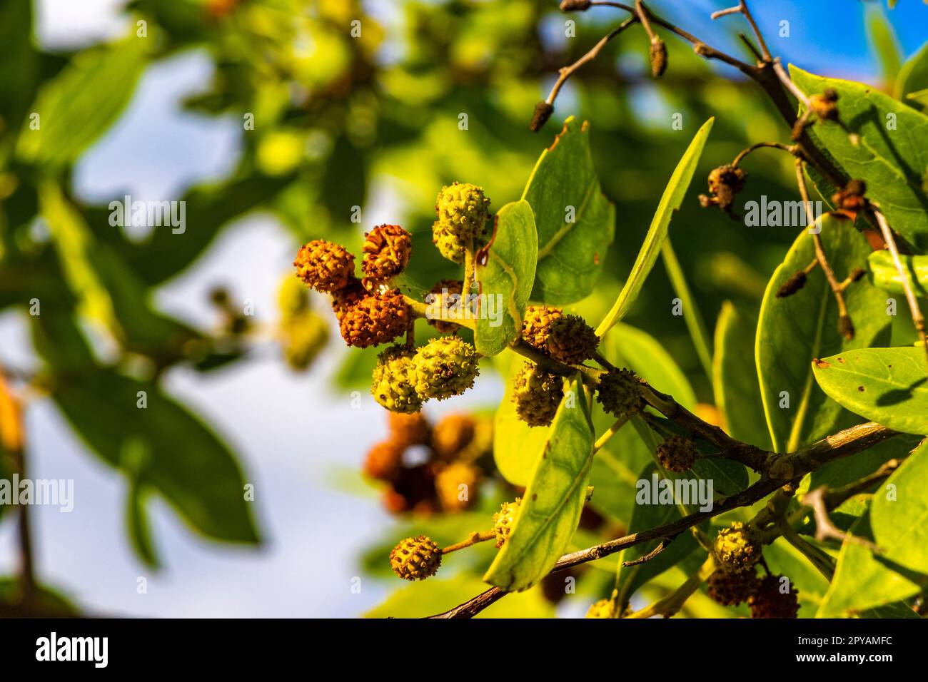 La plage tropicale verte des caraïbes plante des fleurs et des arbres au Mexique. Banque D'Images