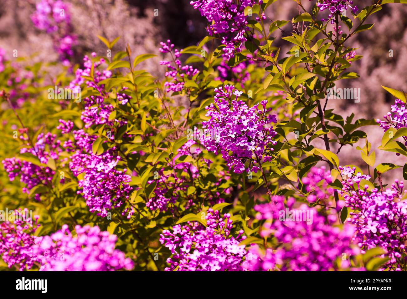 Superbes photos de fleurs en gros plan. Belles fleurs dans le parc en été Banque D'Images
