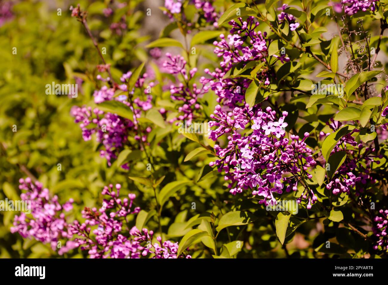 Superbes photos de fleurs en gros plan. Belles fleurs dans le parc en été Banque D'Images