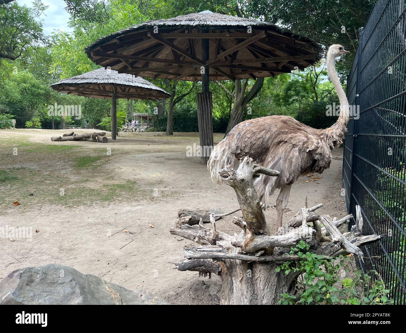 Magnifique autruche africaine grise dans une enceinte de zoo Banque D'Images