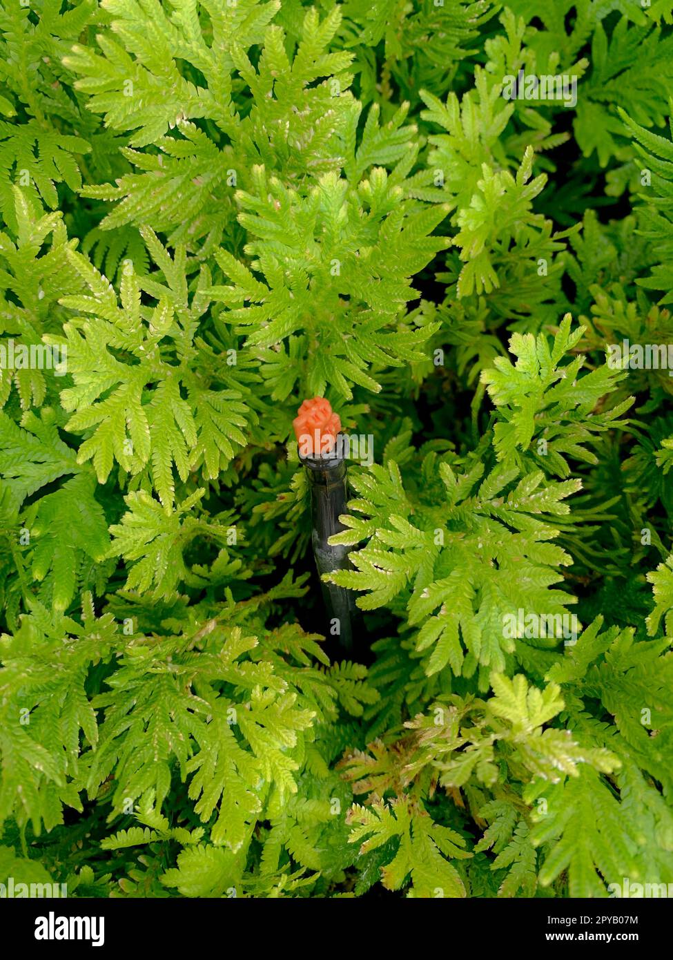 Arroseur automatique de pelouse pour arroser les plantes vertes. Arroseur avec système automatique. Système d'irrigation du jardin arrosage de la pelouse. Service de maintenance du système de gicleurs. Arrosage par arrosage domestique. Banque D'Images