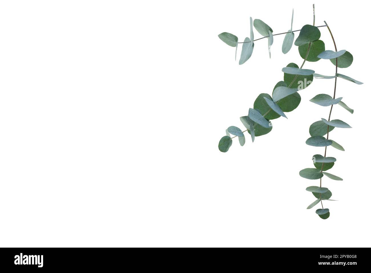 Branche d'Eucalyptus isolated on white Banque D'Images