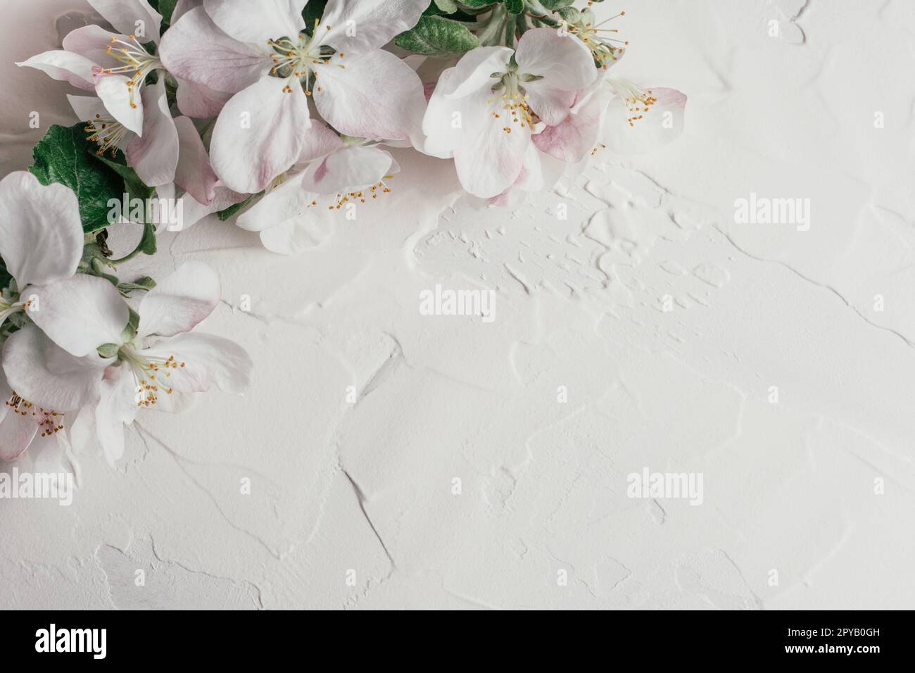 Fond délicat de fleurs de pomme couchées sur plâtre blanc. Vue de dessus, espace de copie Banque D'Images