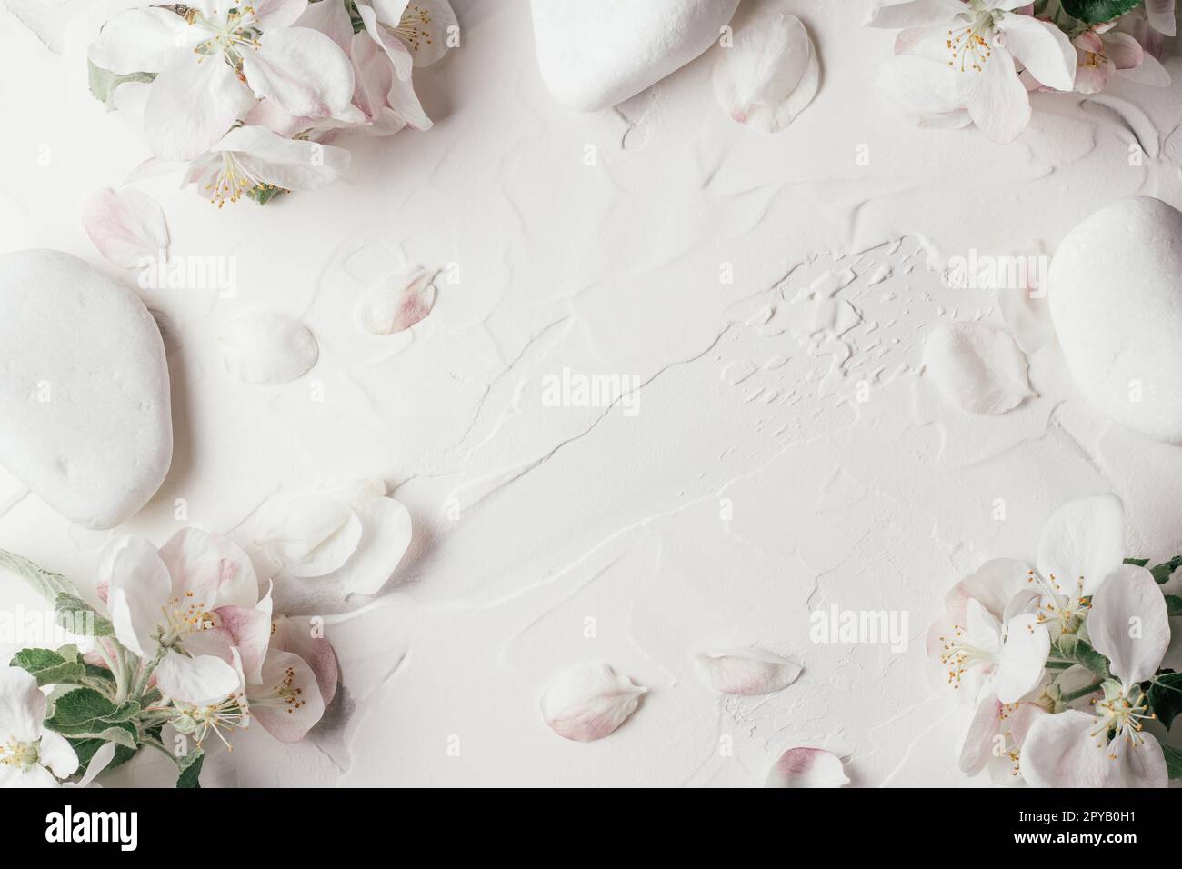 Fond délicat de fleurs de pomme, pétales et pierres de galets reposant sur le plâtre blanc de gypse. Vue de dessus, espace de copie Banque D'Images