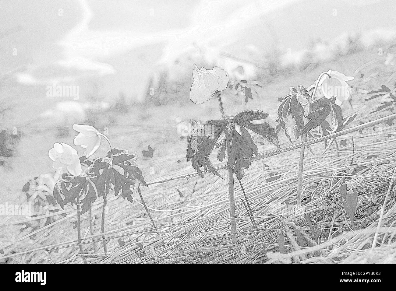 Fleurs de prairie poussant à travers l'herbe séchée gravure dessin à la main Banque D'Images