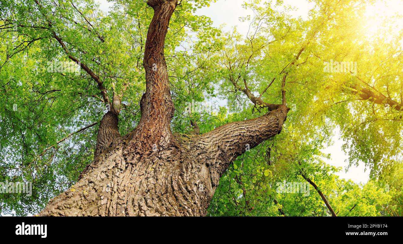 Vieux tilleul géant avec jeunes feuilles fraîches. Banque D'Images