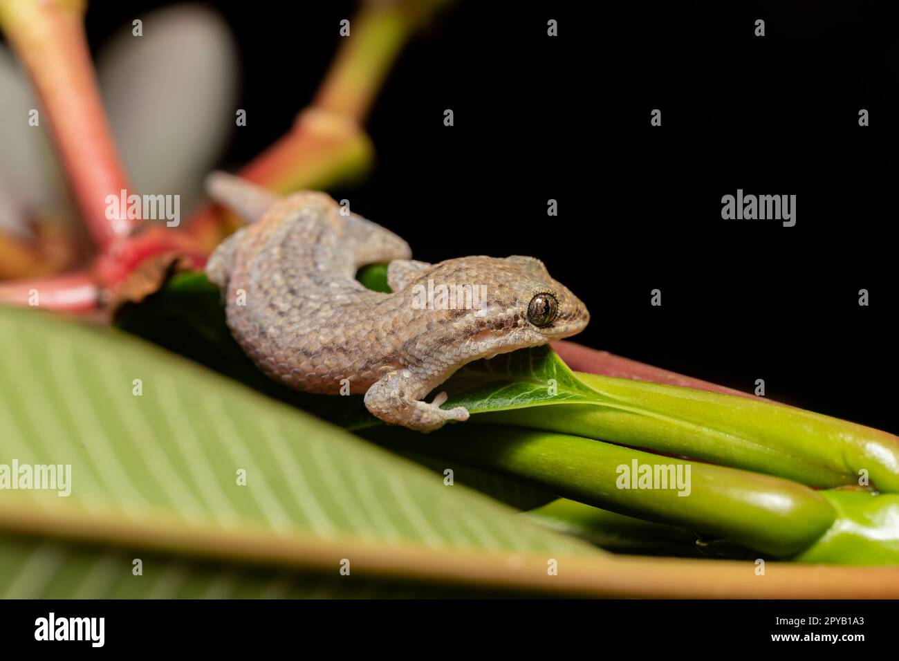 Gecko de Grandidier, Geckolépis typica, faune de Kivaco Morondava Madagascar Banque D'Images