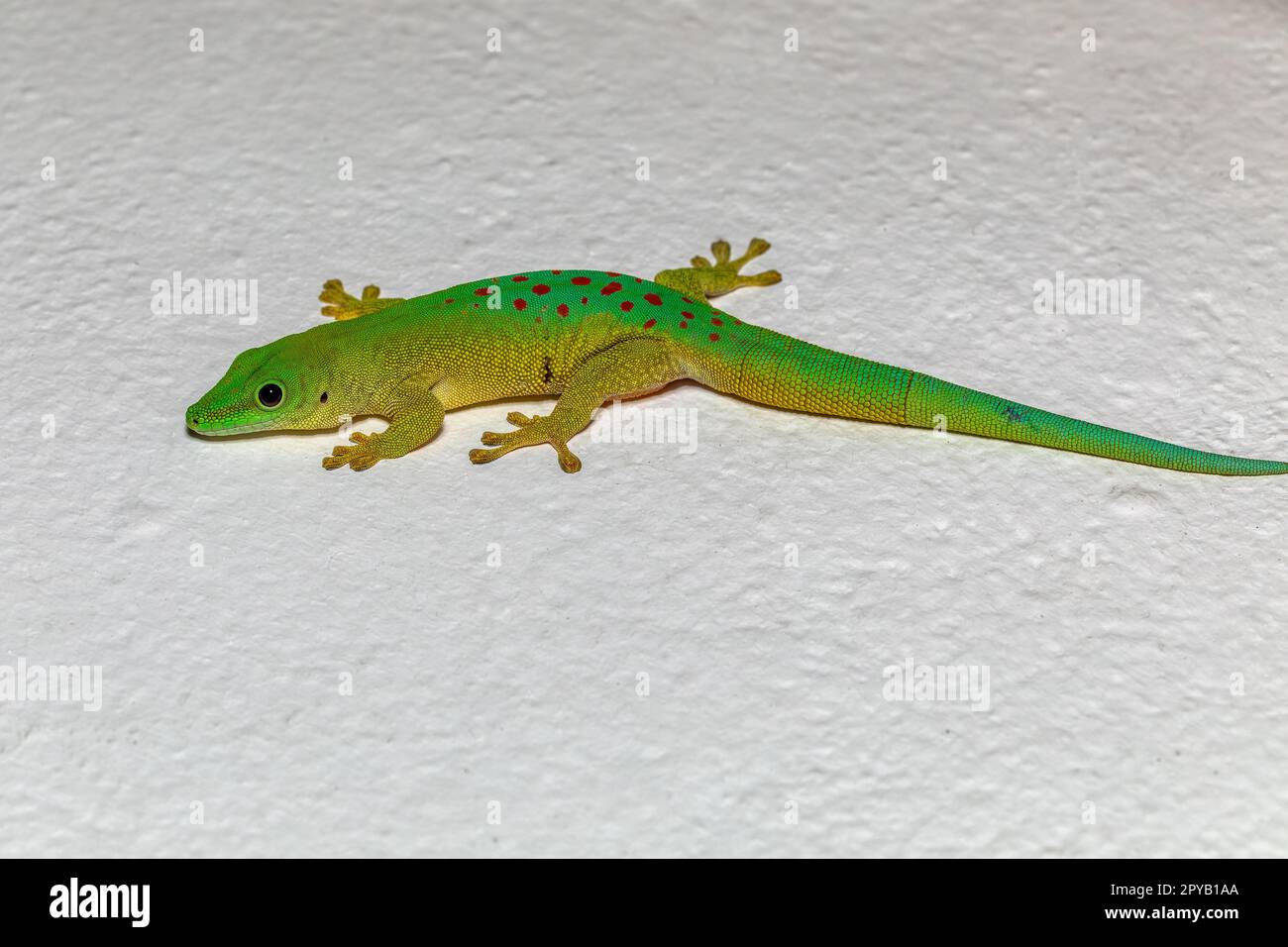 Journée de Koch Gecko, Phelsuma kochi, Tsingy de Bemaraha Madagascar faune et flore Banque D'Images