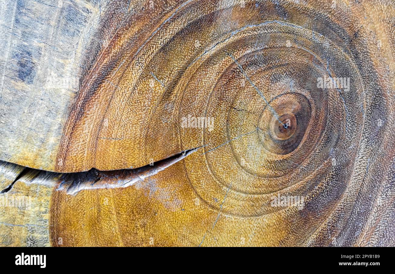 Vieille texture de bois brut d'une table Puerto Escondido Mexique. Banque D'Images