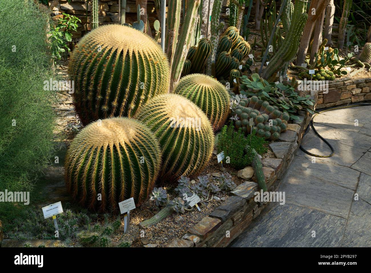 échinocactus grusonii et autres cactus dans une collection de plantes en serre Banque D'Images