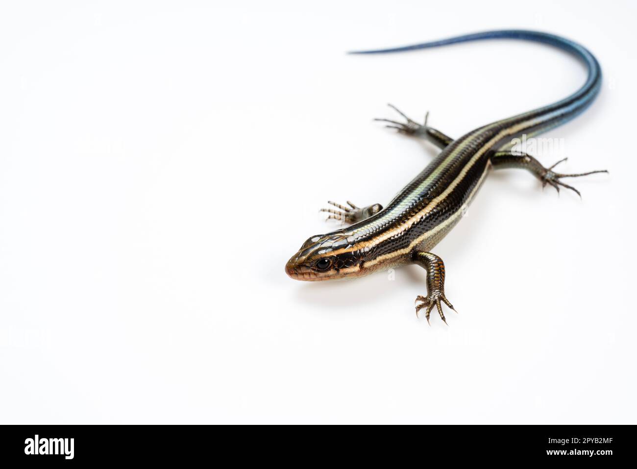 Skink japonais à cinq lignes sur fond blanc Banque D'Images