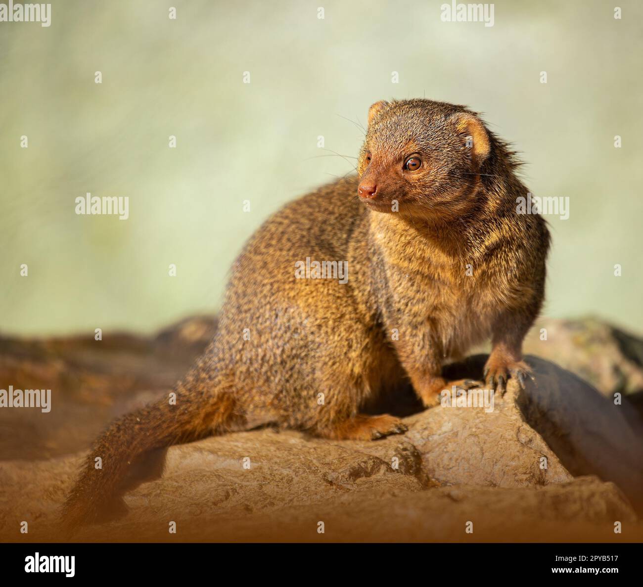 Mongoose naine commune, Helogale parvula, portraits de gros plan de la tête et du corps tout en se reposant sur le rocher pendant l'été Banque D'Images