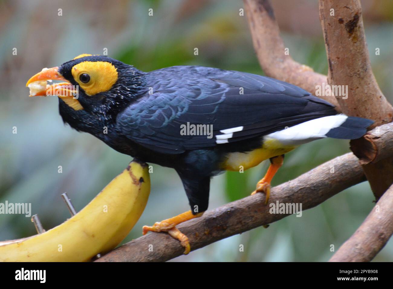 Portrait d'une myna à face jaune, Hong Kong Park Banque D'Images