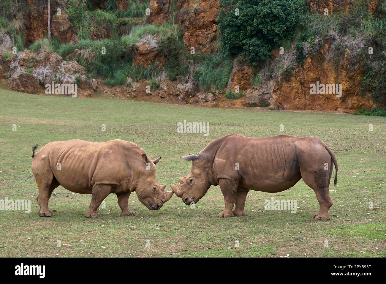 Deux rhinocéros se retrouvent face à face pour se battre Banque D'Images