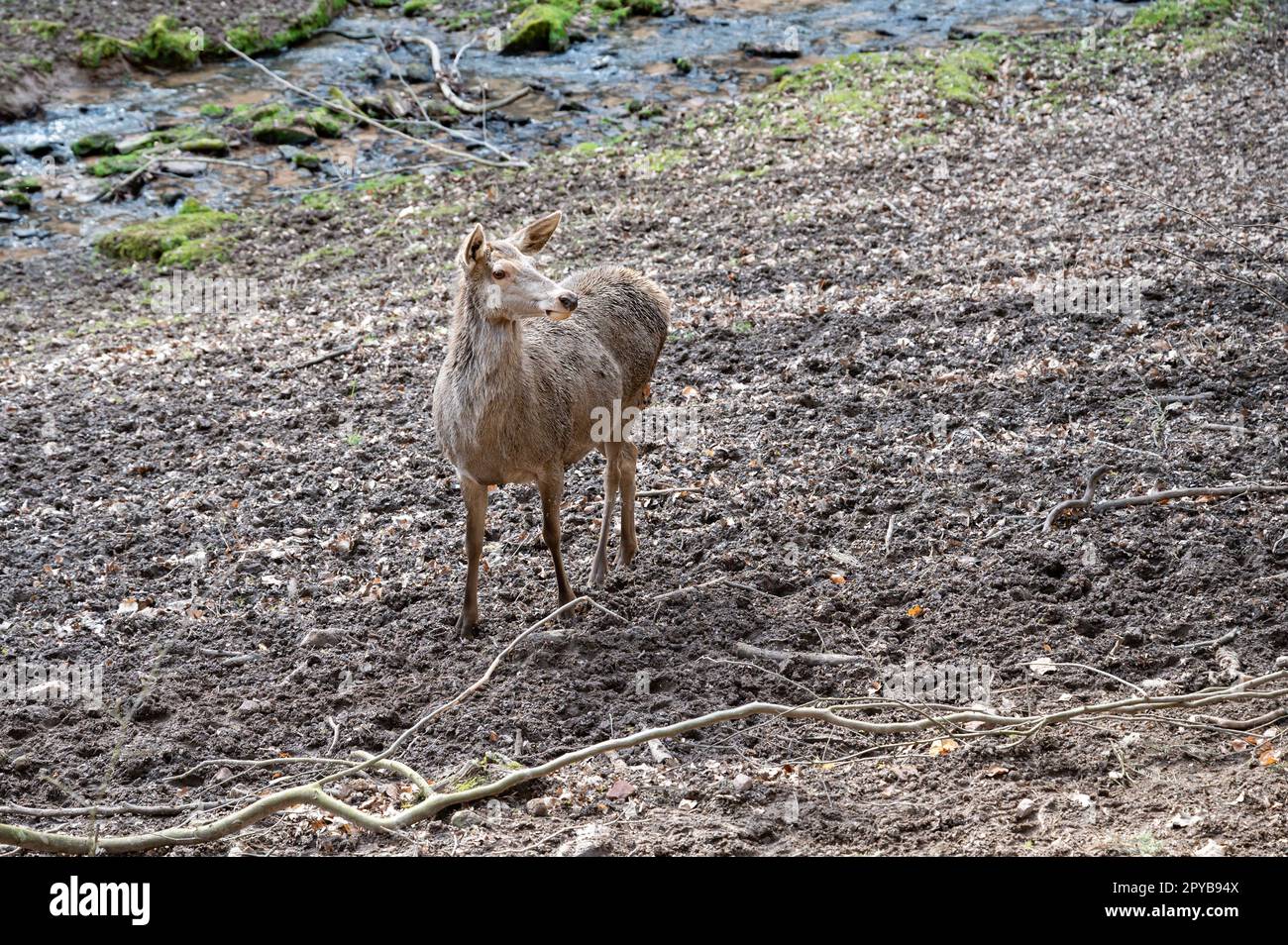 Doe femelle Deer Cow debout devant une rivière et regardant la caméra, parc animalier Brudergrund, Erbach, Allemagne Banque D'Images