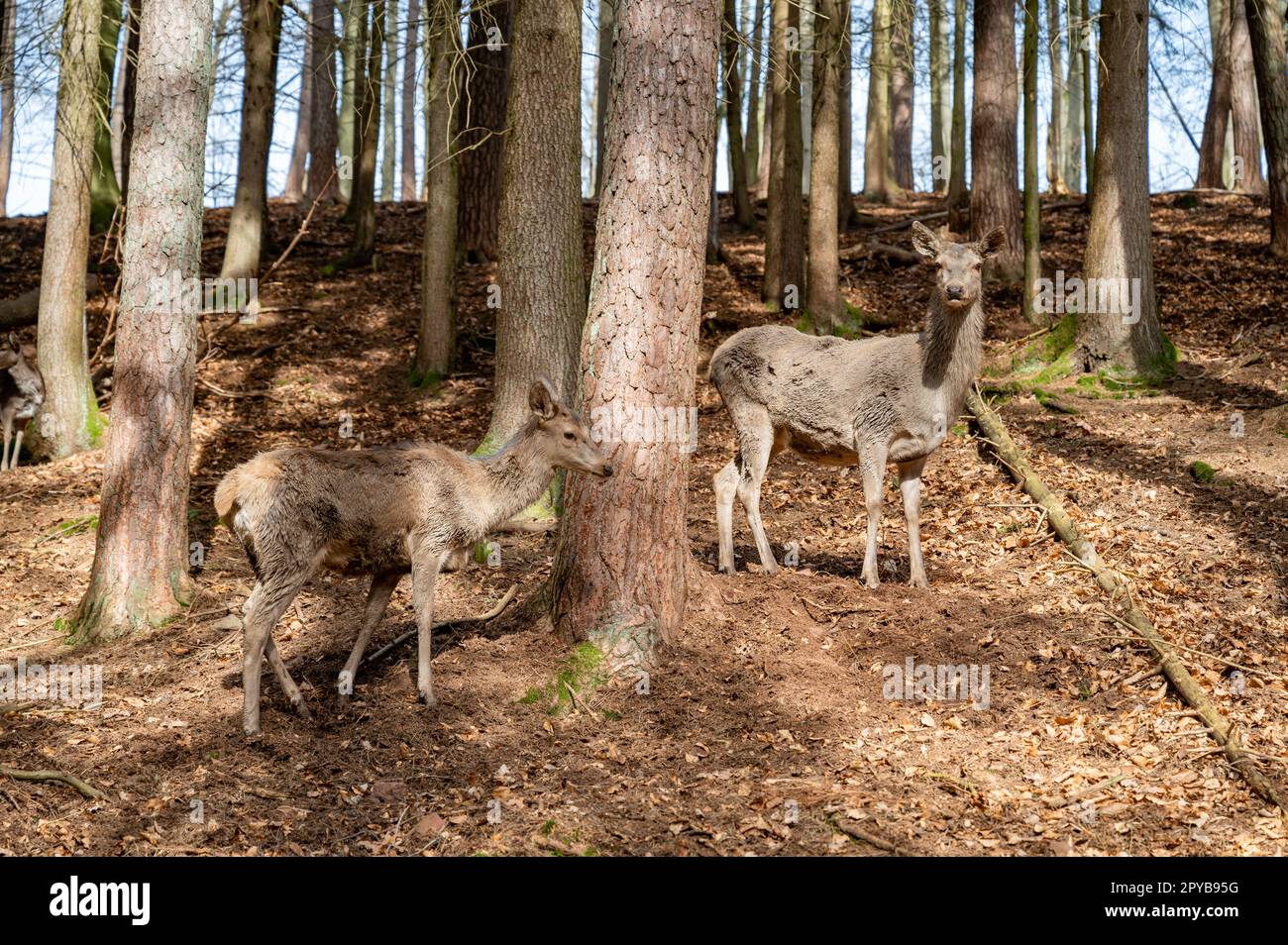 Deux femelles Deer Cow Doe dans la nature entre les arbres dans la vallée, regardant la caméra, réserve d'animaux Brudergrund, Erbach, Allemagne Banque D'Images