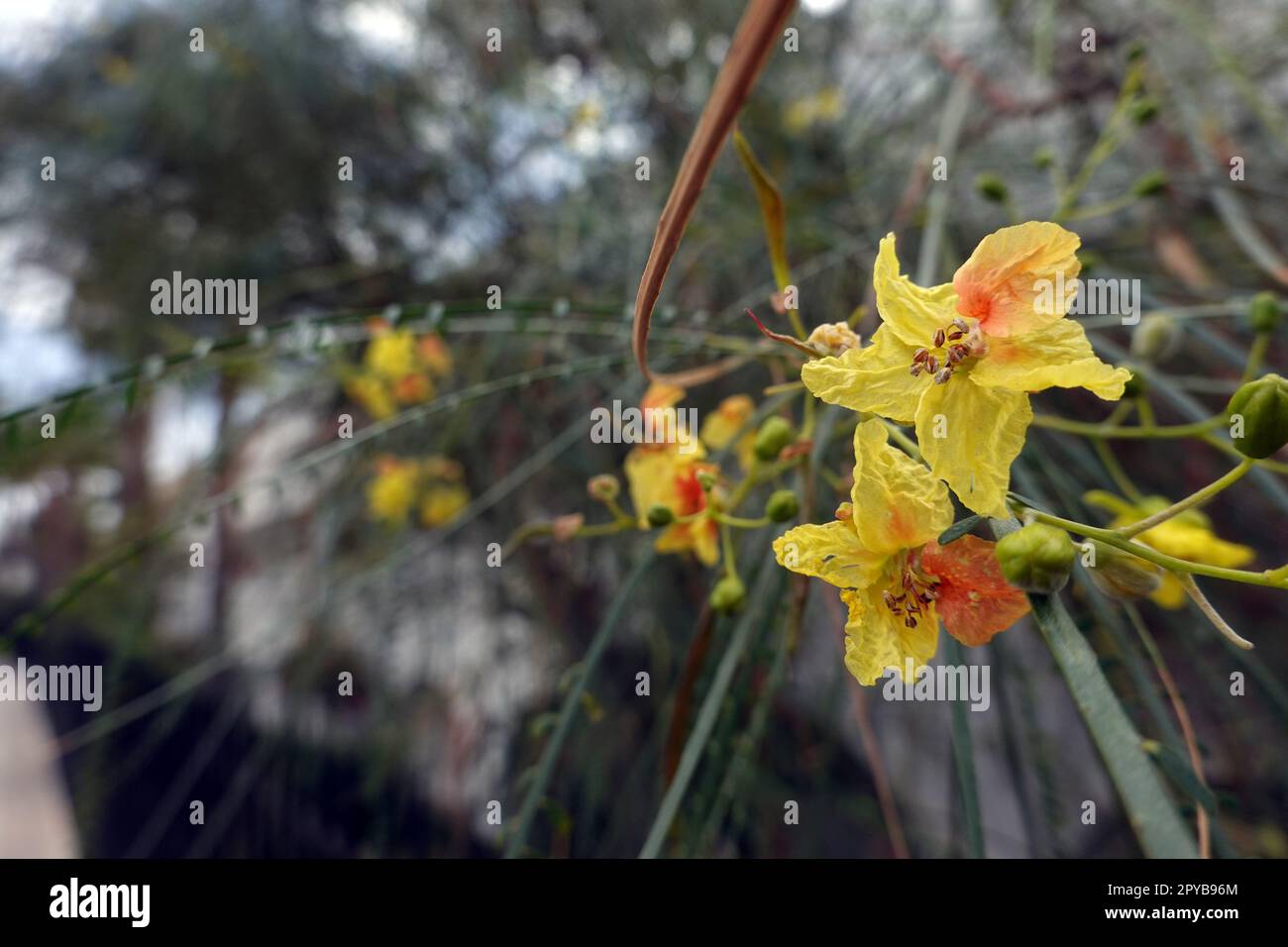 Jerusalemsdorn - Parkinsonia aculeata Banque D'Images