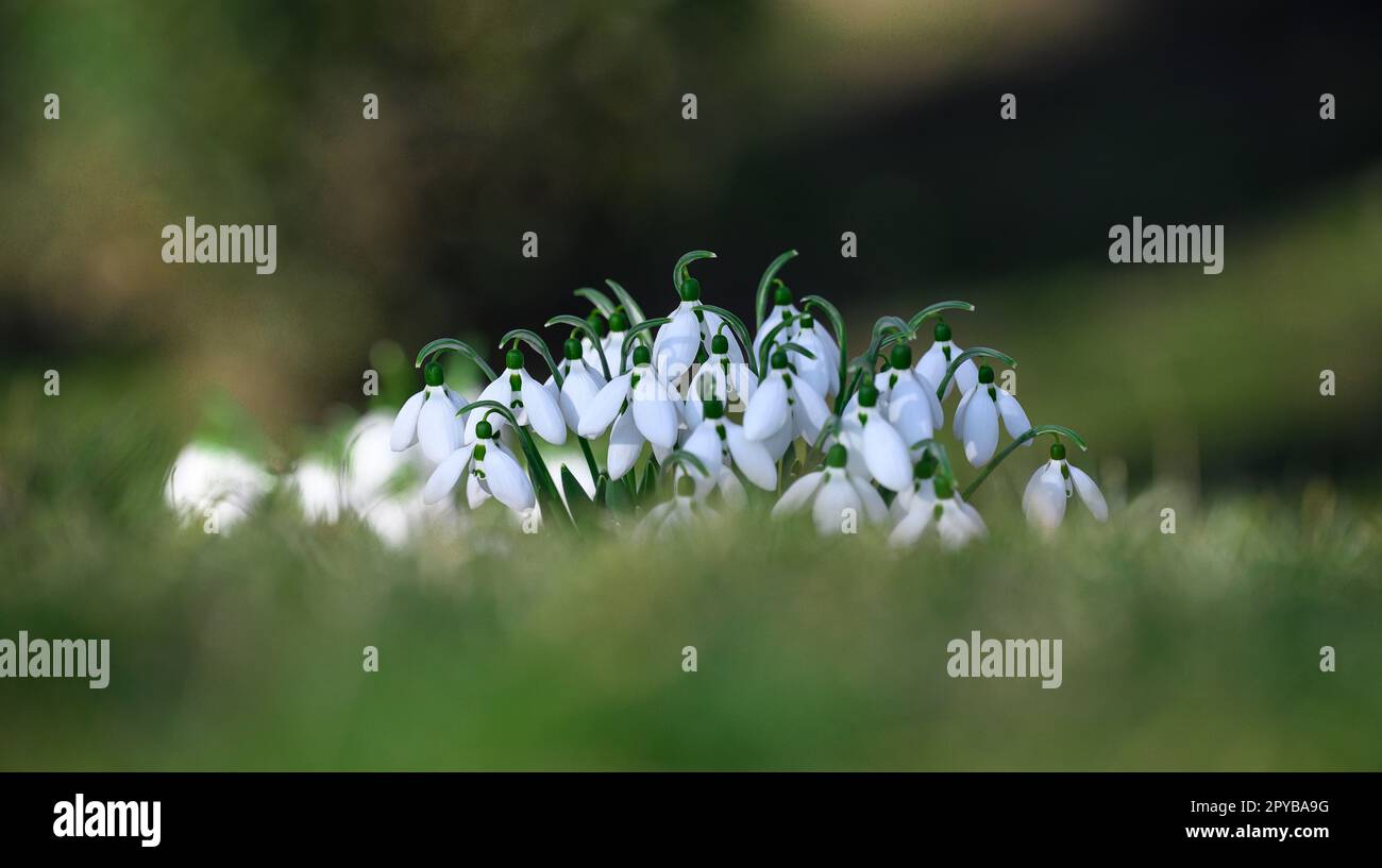 Des gouttes de neige en pleine croissance avec des fleurs blanches au milieu de la forêt, des fleurs printanières. Banque D'Images