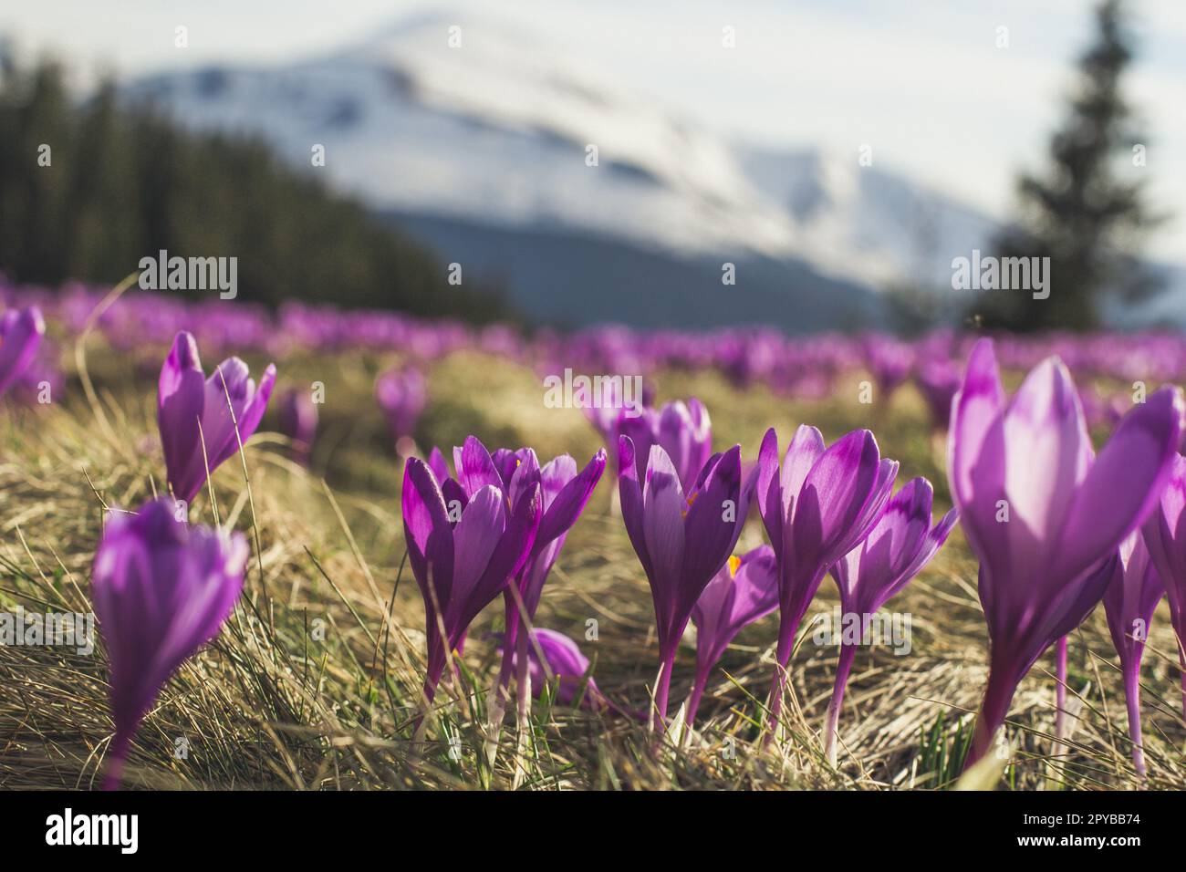 Gros plan violet profond fleurs vivaces en montagne concept photo Banque D'Images