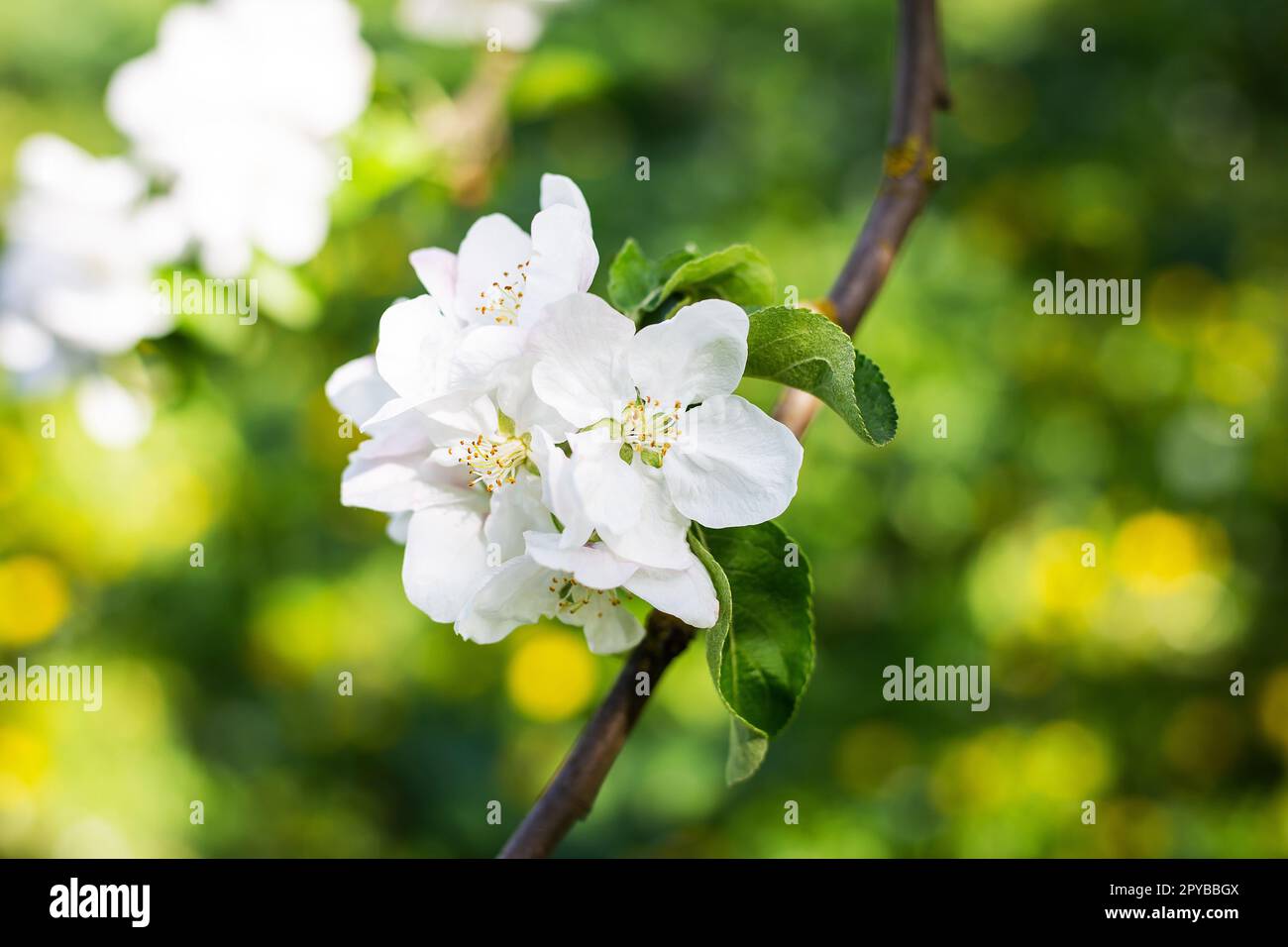 Belles fleurs blanches sur une branche de pommier contre un jardin flou. Printemps, floraison. Banque D'Images