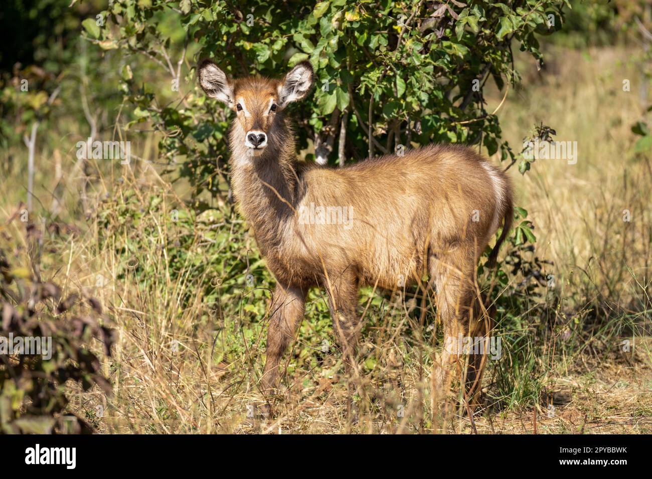 Les femmes en buck commun sont à l'image de l'appareil photo Banque D'Images