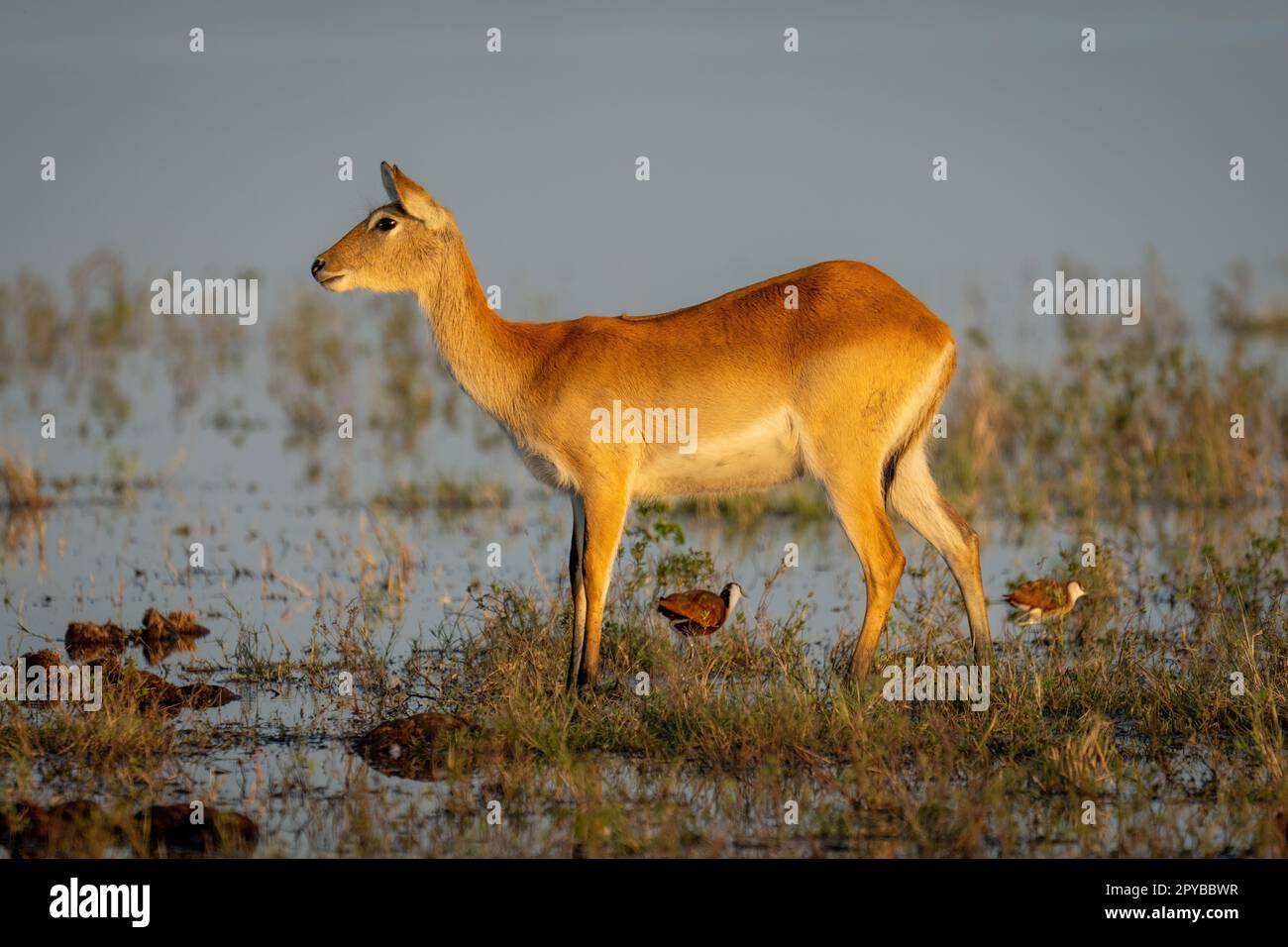 Le lechwe rouge femelle est à la mode Banque D'Images