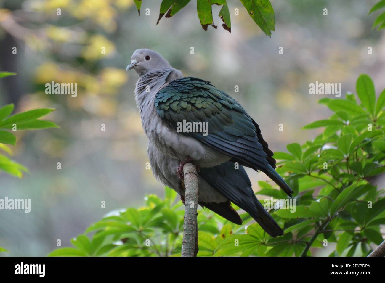 Portrait d'un pigeon impérial vert, parc de Hong Kong Banque D'Images