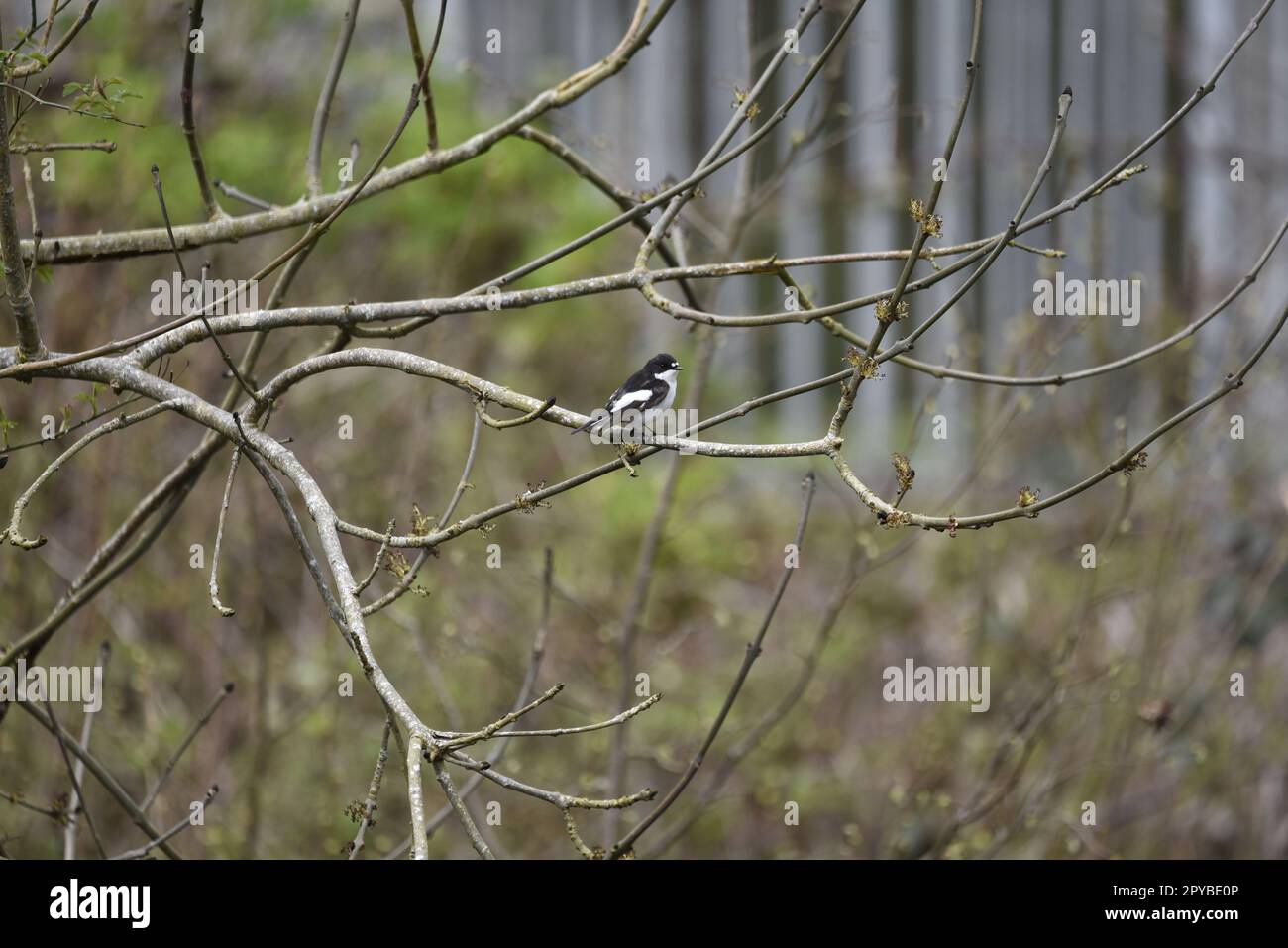 Flycatcher à pied européen mâle (Ficedula hypoleuca) perchée sur des branches à profil droit avec tête inclinée vers Camera, prise en Mid-Wales, Royaume-Uni, avril Banque D'Images