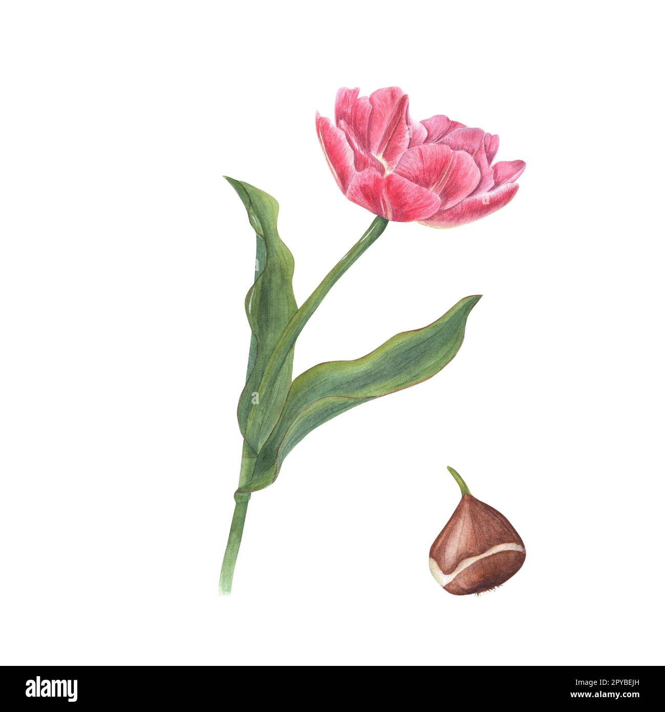 Aquarelle florale printemps illustration de tulipe rose avec bulbe isolé sur fond blanc. Parfait pour le papier peint, textile, pour la conception de magazine Banque D'Images