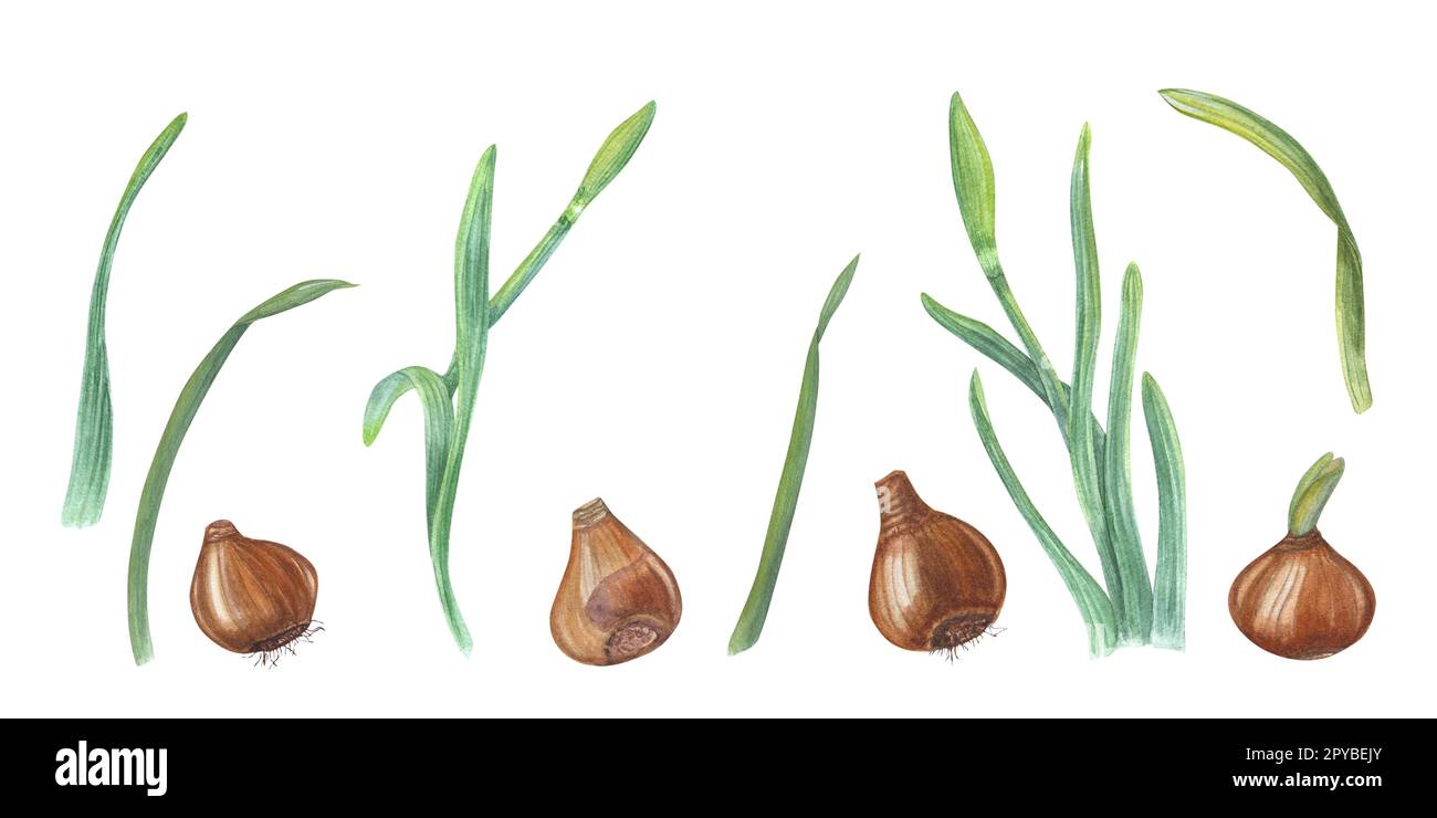 Ensemble aquarelle de jonquilles isolé sur fond blanc. Illustration botanique des narcisses bourgeons, feuilles et ampoules pour la carte, la conception de livres, les salutations Banque D'Images
