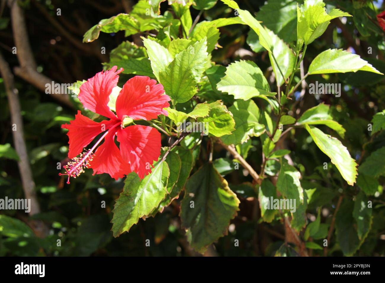 Fleur d'hibiscus rouge Banque D'Images
