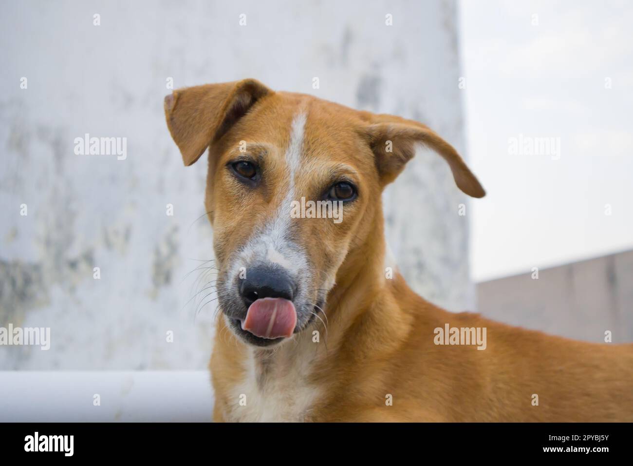Un paria indien ou un chien errant indien de couleur brune qui se régale de son nez avec sa langue. Cette race locale de chiens est très loyale et adaptée à l'environnement Banque D'Images