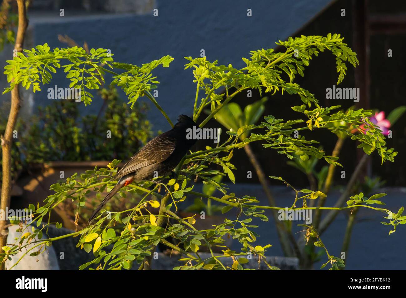 Bulbul à ventilation rouge ou cafetière Pycnonotus assise sur un arbre dans les villes urbaines de l'Inde. Ce petit oiseau à bosse rouge est couramment trouvé dans la sous-contone indienne Banque D'Images