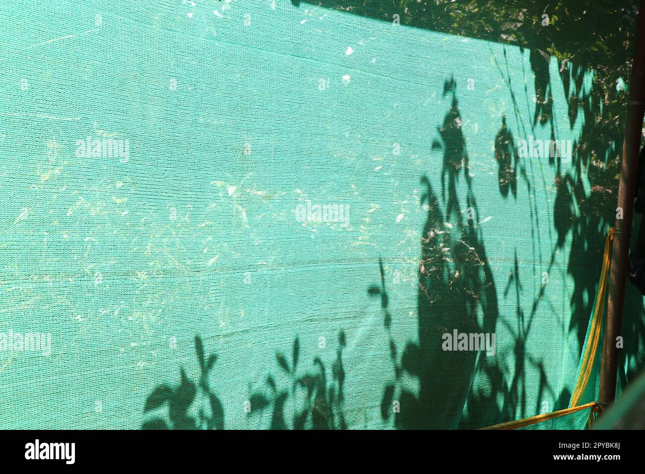 Filet d'ombrage vert avec la silhouette des plantes et des arbres formés par la lumière naturelle du soleil Banque D'Images