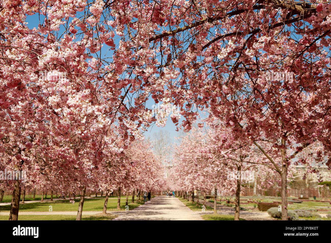 Cerisiers fleuris de printemps avec des fleurs roses dans un jardin ensoleillé, en Italie Banque D'Images