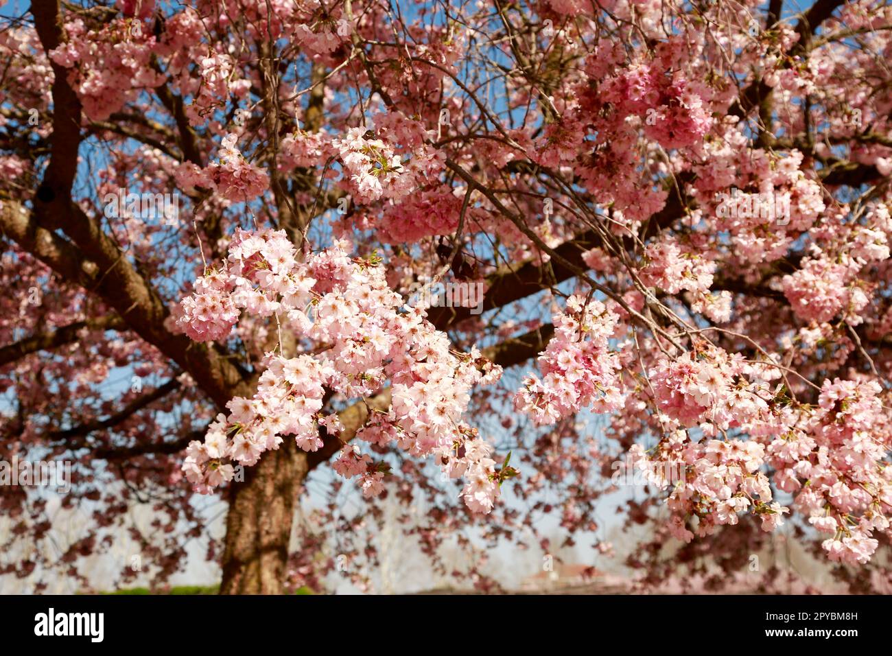 Cerisiers fleuris de printemps avec des fleurs roses dans un jardin ensoleillé, en Italie Banque D'Images
