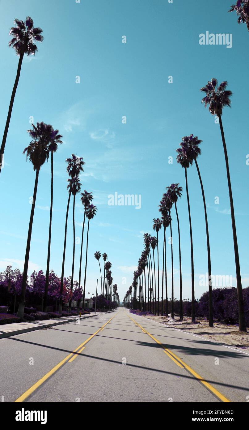 Rue bordée de palmiers avec ciel bleu dans le sud de la Californie. Banque D'Images