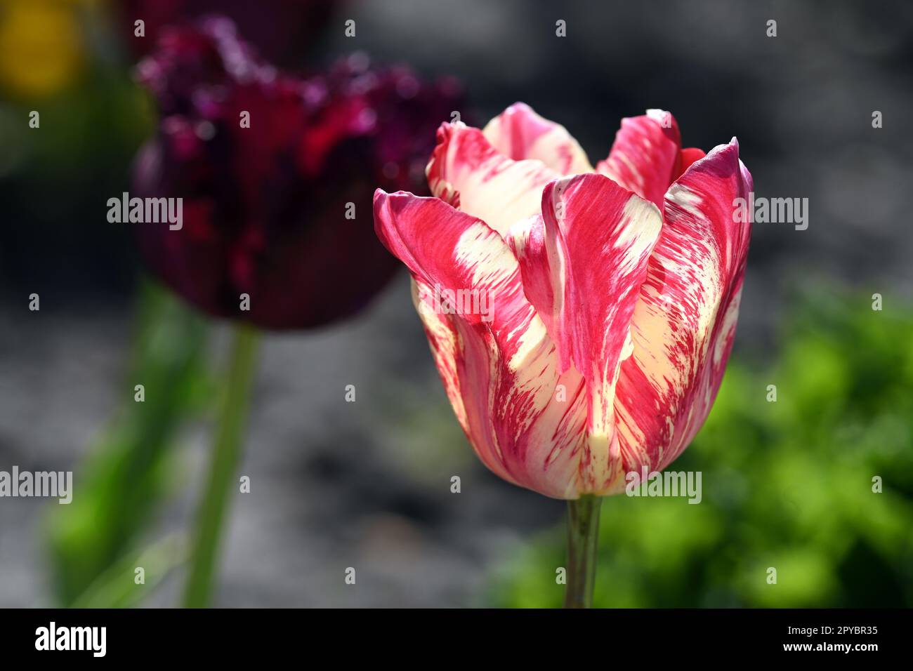 Gros plan de la fleur de tulipe rouge et blanche au printemps Banque D'Images