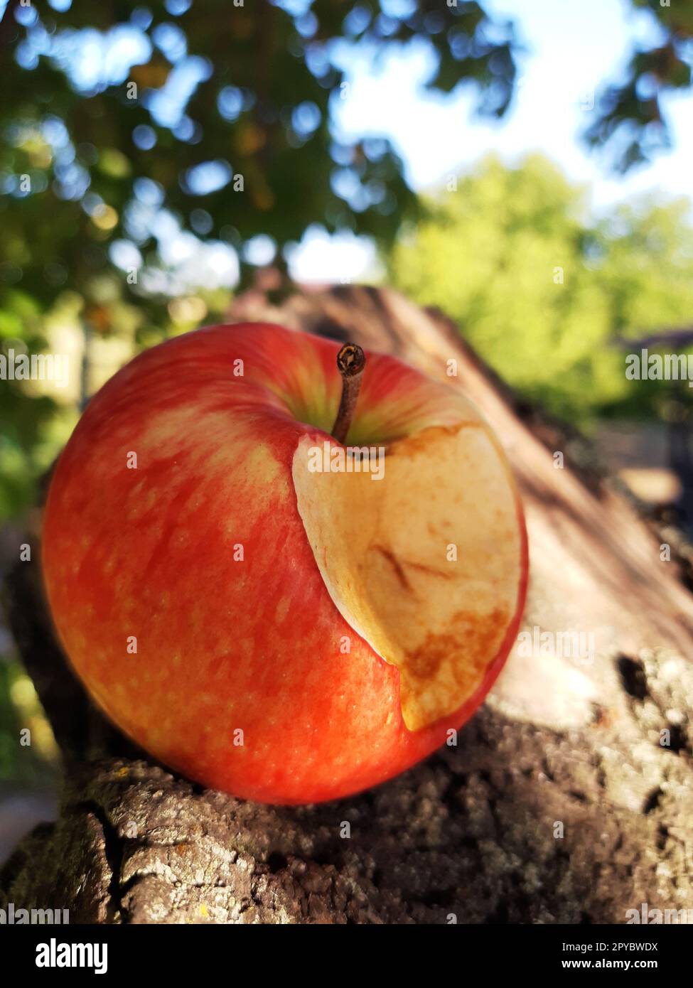 Une pomme mûre mordue sur une branche d'arbre Banque D'Images