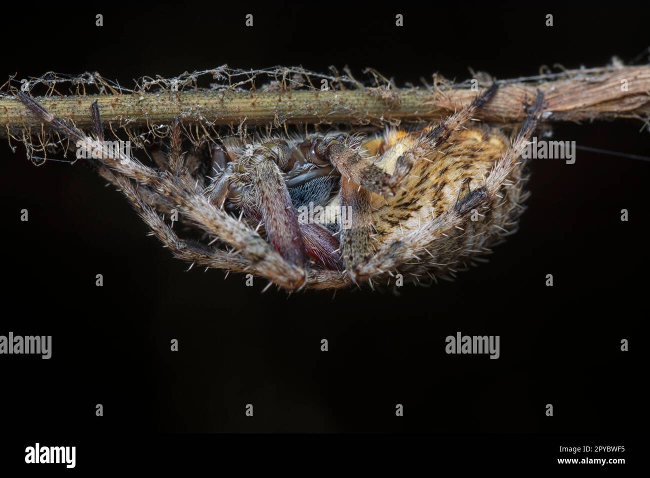 gros plan de l'araignée du jardin de Laglaise Banque D'Images