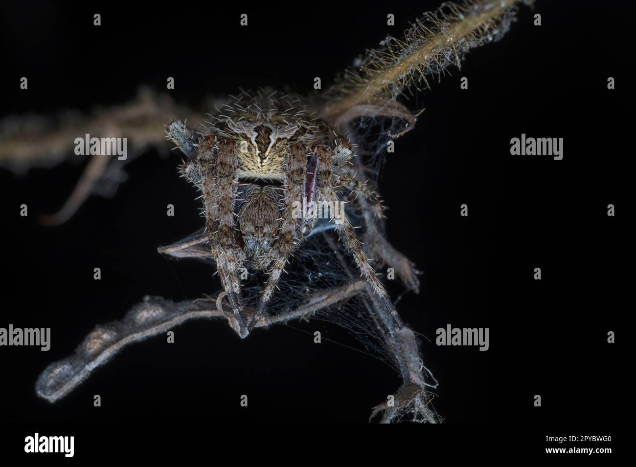 gros plan de l'araignée du jardin de Laglaise Banque D'Images