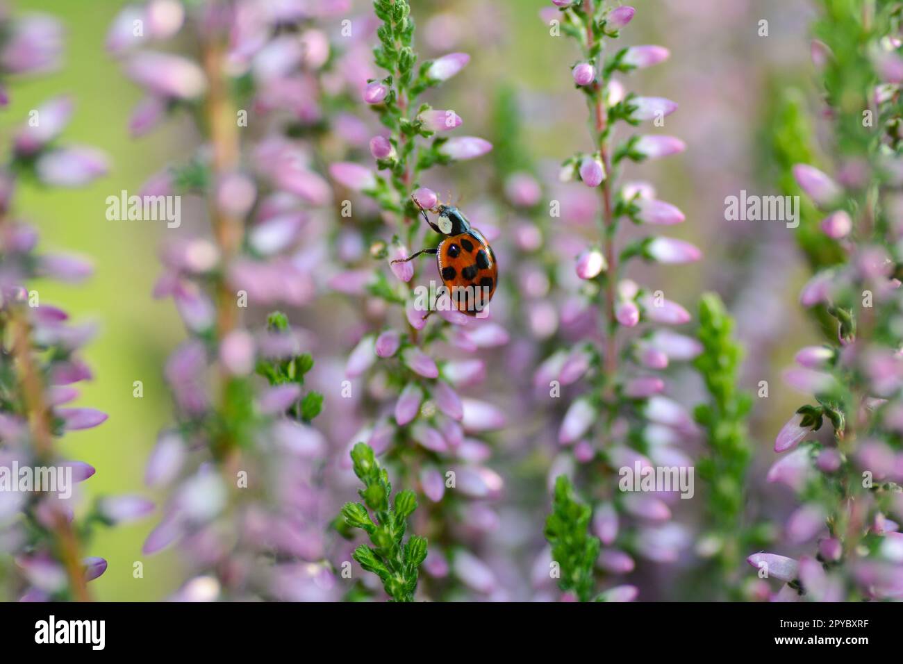 Coccinelle rouge sur fleurs roses Banque D'Images