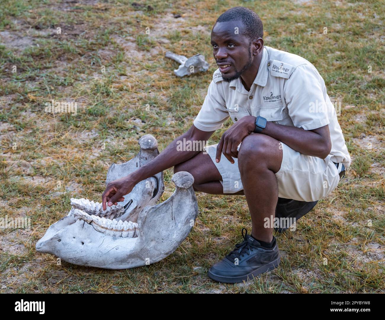 Un guide africain montrant les dents d'un crâne d'éléphant, delta d'Okavanga, Botswana, Afrique Banque D'Images