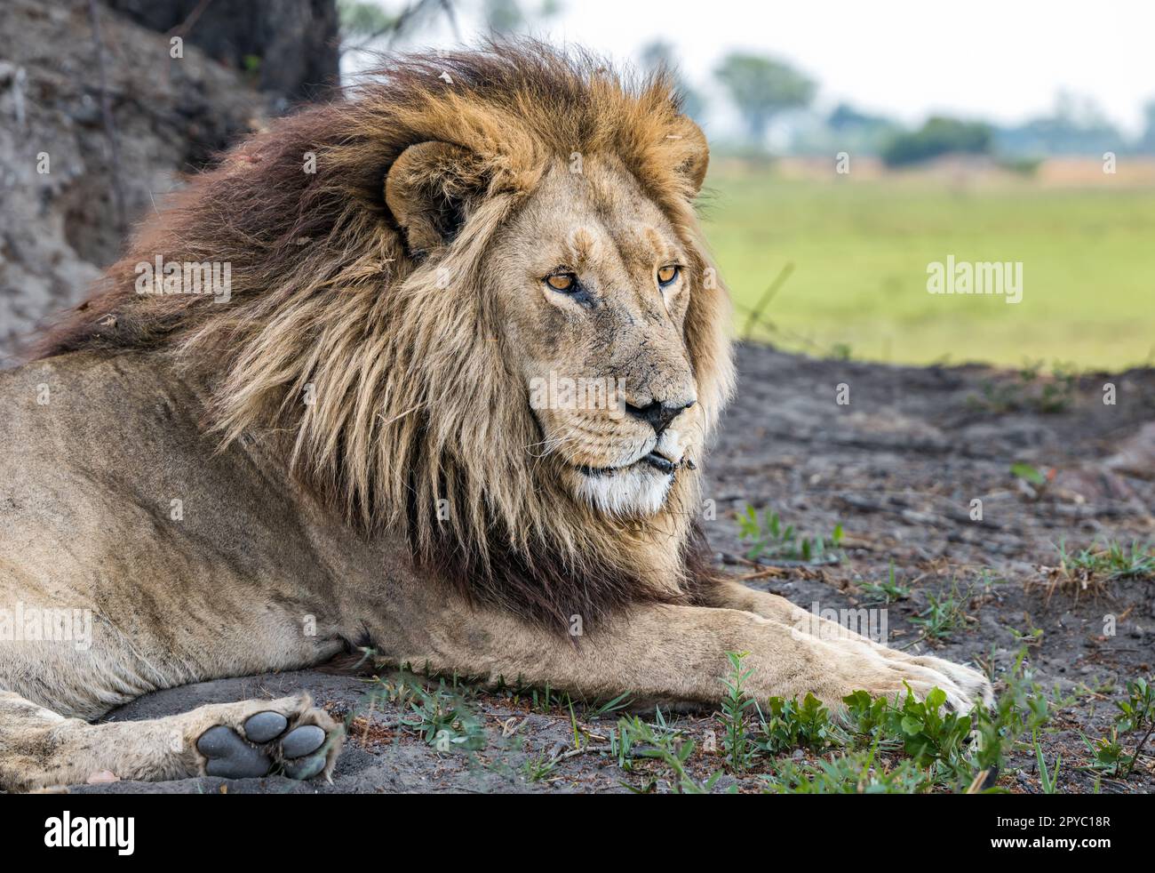 Gros plan d'un lion mâle (Leo panthera) reposant sous un arbre, gardant l'alerte, delta d'Okavanga, Botswana, Afrique Banque D'Images
