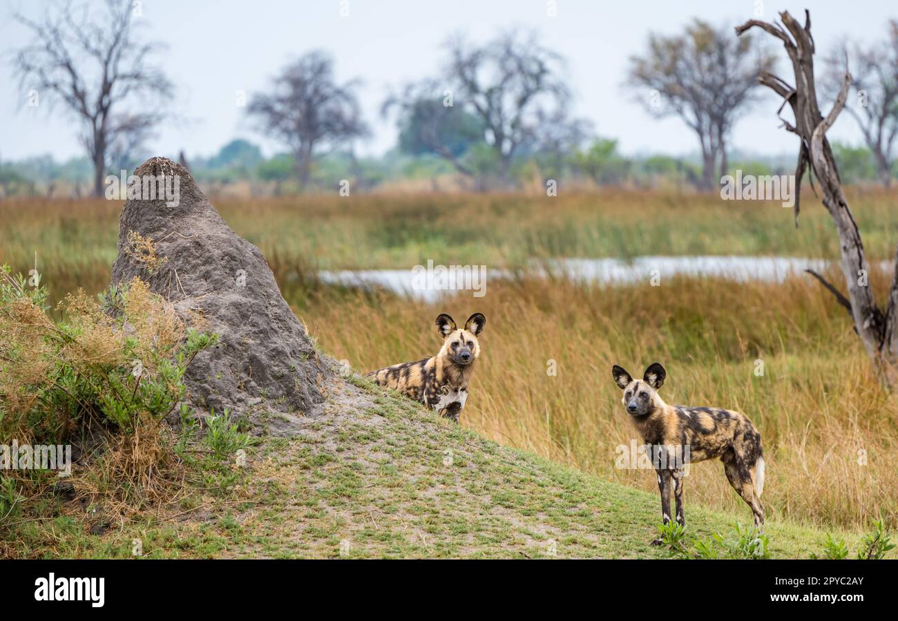 Une paire de chiens sauvages africains, chien de chasse, chien peint ou loup peint (Lycaon pictus), delta d'Okavanga, Botswana, Afrique Banque D'Images