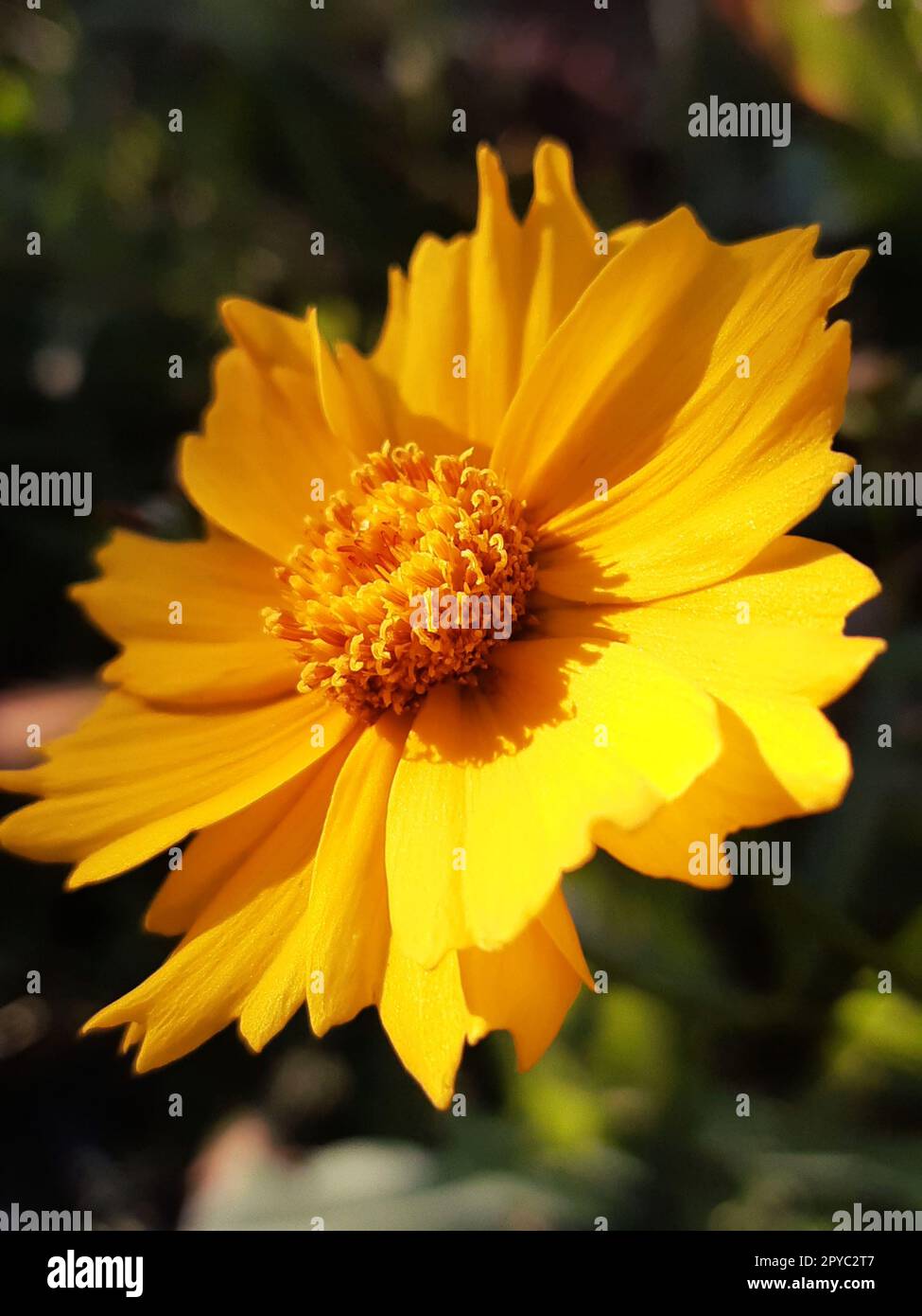 Coreopsis fleur gros plan sur un fond de verdure Banque D'Images
