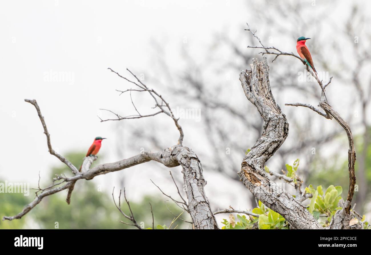 Une paire d'oiseaux d'eau d'abeille (Merops nubicoides) colorés de la carmine du Sud dans un arbre, dans le delta de l'Okavanga, Botswana, Afrique Banque D'Images