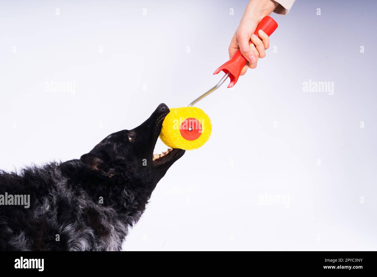 Homme peignant son chien faisant des travaux de rénovation dans la chambre. Bonne relation entre un chien et son propriétaire Banque D'Images