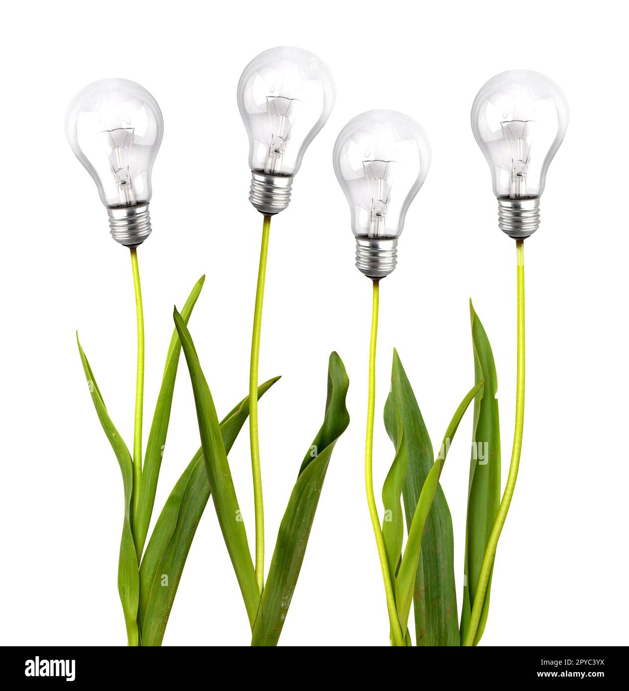 Fleurs avec ampoule comme concept de durabilité Banque D'Images