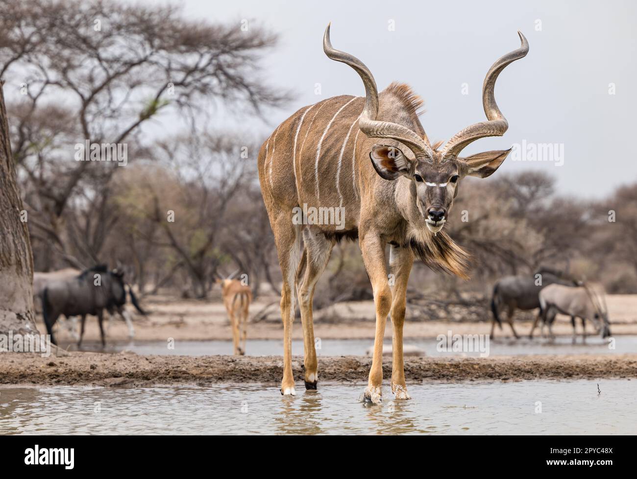 Un antilope kudu mâle (Tragelaphus strepsiceros) buvant dans un trou d'eau du désert de Kalahari, Botswana, Afrique Banque D'Images